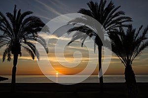 Beach palm tree, sunset view summer nature scene.