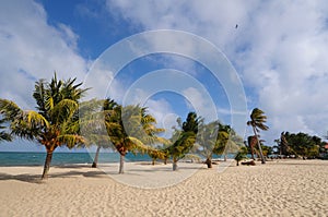 Beach and palm trees