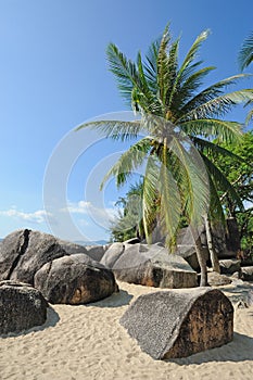 Beach with palm trees