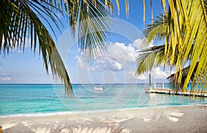 Beach with palm trees