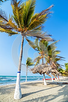 Beach and Palm Trees