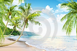 Beach with palm trees