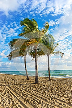 Beach Palm Trees and Blue Sky