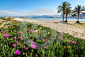 Beach and palm trees in Cullera