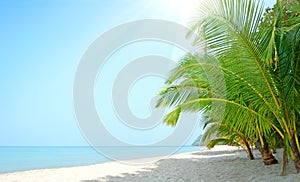 Beach with palm trees. Koh Chang