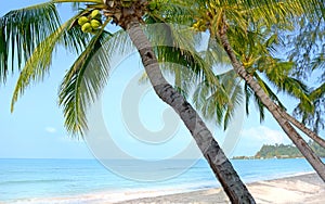 Pláž palma stromy 