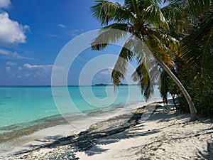 Beach with palm trees - Kuramathi Maldives photo
