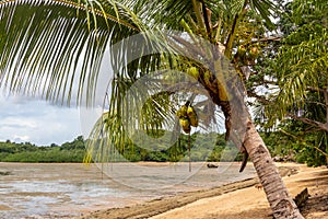 Beach with palm trees  on Nosy Be island in Madagascar, Africa