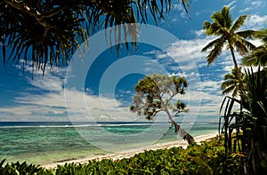 Beach with palm trees on the south pacific island of Tonga