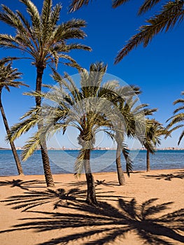 Beach with Palm Trees in Spain