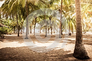 Beach palm trees tropical vintage background island palm grove with shadow landscape