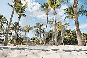 Beach palm trees tropical vintage background island palm grove with shadow landscape. white sand in foreground