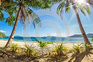 Beach with palm trees and white sand