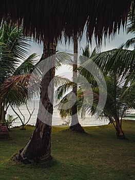 Beach with palm trees and white sand