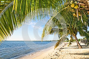 Beach palm and turquoise sea at Playa Larga Cuba photo