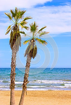 Beach with palms