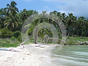 Beach with palms