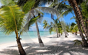 Beach with Palms at the Bahamas