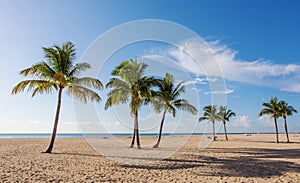 Beach with palms photo