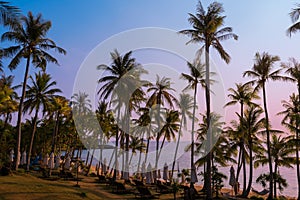 Beach with palms at sunset