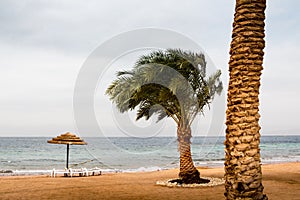 Beach with palms and umbrellas in a Windy and cloudy day