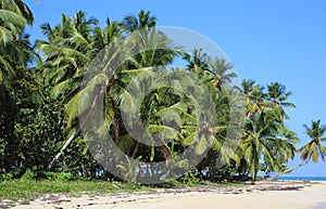 A beach  in paradise