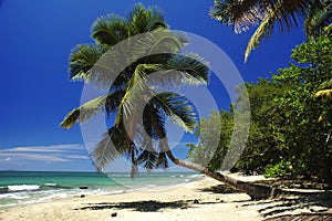 Beach Paradise photo