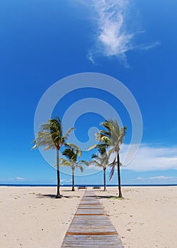 Beach path with palms