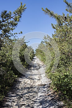 Beach Path through Pines on a Summer Day photo