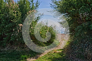 Beach Path to sea through bushes