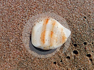 Beach pebble