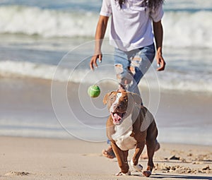 Beach, person and dog running with ball for fun exercise, healthy energy or happy animal in nature. Ocean, games and