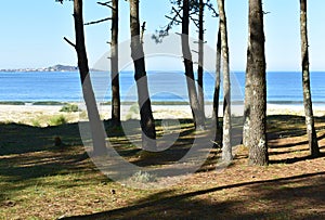 Beach with pine trees and blue sky at Rias Baixas region. Muxia, CoruÃ±a, Galicia, Spain.