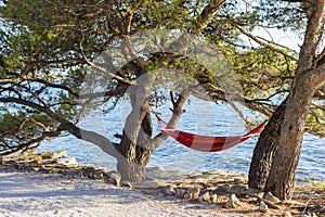 On the beach among the pine trees there is a hammock.