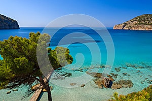 Beach pine trees turquoise sea bay mountains wide view