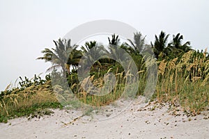 Beach plants and grass photo