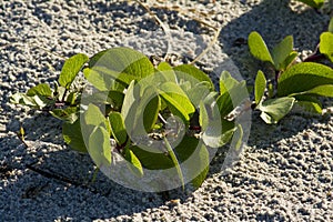 Beach plants growing