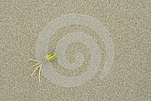 Beach plants on a wide sandy beach. to protect the natural environment