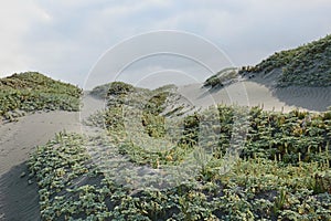 Beach, Playa, Dunes, Dunas, Flowers, Desert, Desert Flowers