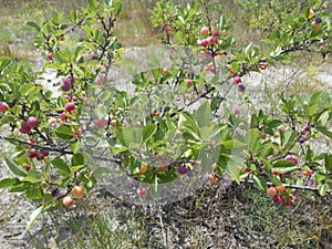 Prunus MarÃÂ­tima Plant. photo