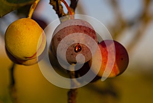 Beach Plum with Dewdrop