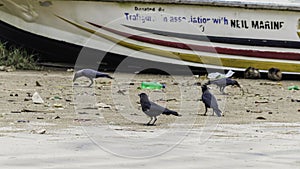 Beach pollution in weligama beach with craws eating junk things out