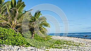 A beach in Rarotonga lined with coconut palm trees