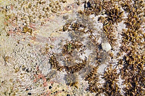 Beach Reef Abstract