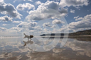 Beach Reflections with Dog.