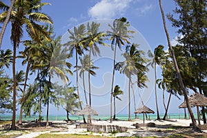 Beach resort with palm trees,Zanzibar island,Tanzania