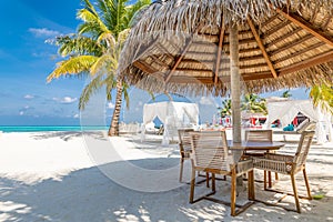 Pace Spiaggia sala tropicale Spiaggia maldive Palma alberi un vibrante invitare laguna 