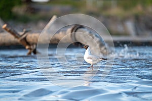 Beach restoration using a sand transfer system