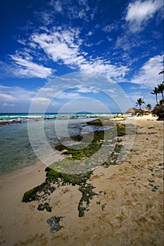 beach rock and stone cabin and palm in republica dominicana photo