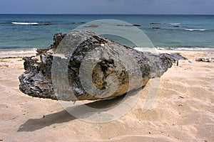 Beach rock stone and tree in republica dominicana photo